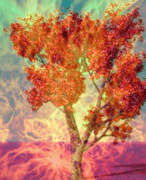 Fruit Tree of fire